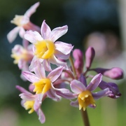 Zimmerknoblauch violett Zimmerknoblauch violett